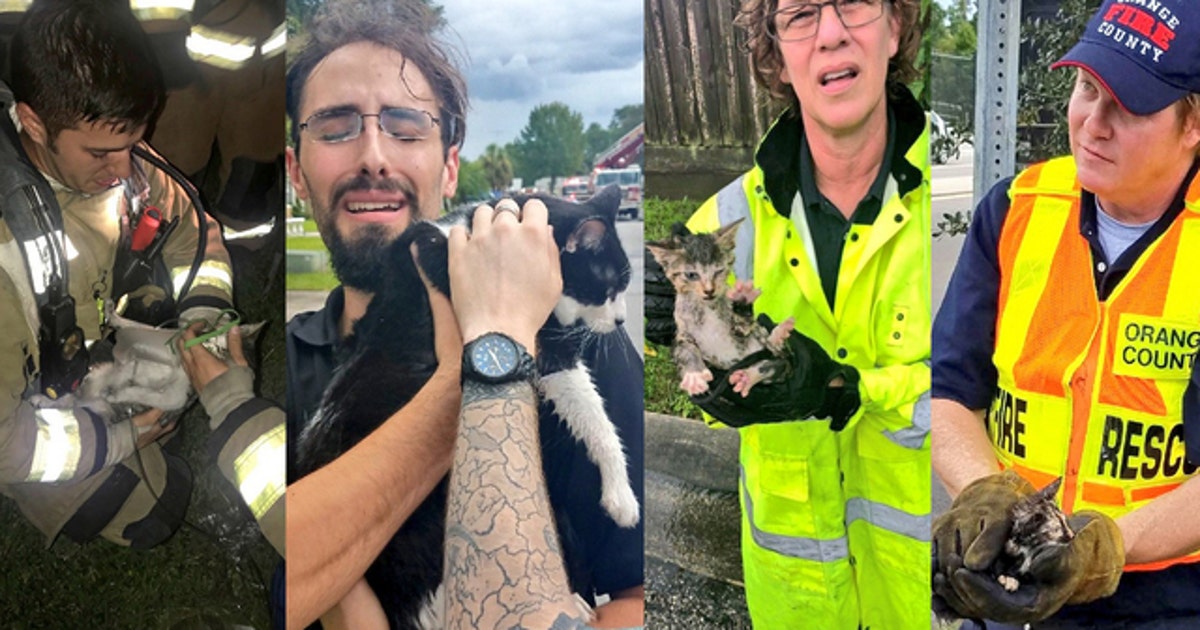 Orange County firefighters recognized for cat rescues | FOX 35 Orlando