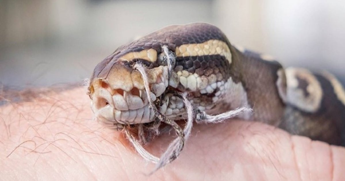 Baby python found with mouth sewn shut outside Miami home | FOX 35 Orlando