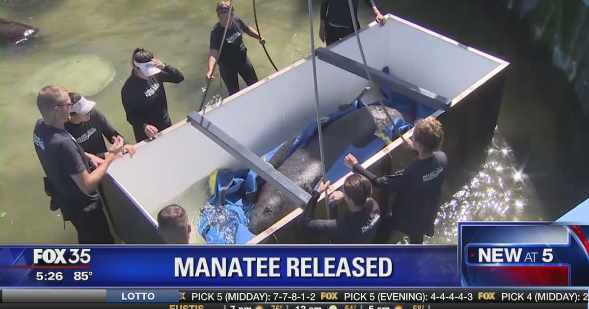 Rehabilitated manatee returned to Florida Keys waters | FOX 35 Orlando