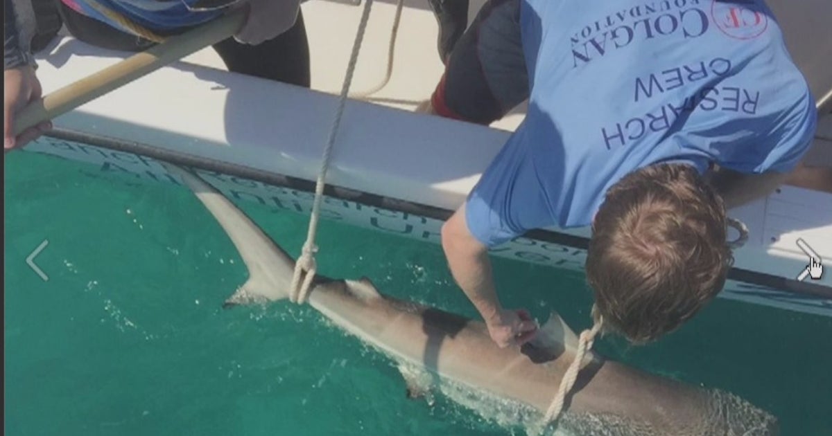 Thousands of sharks spotted migrating off Florida east coast | FOX 35 ...
