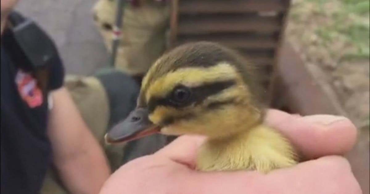 WATCH: Firefighters climb into drain to save ducklings | FOX 35 Orlando