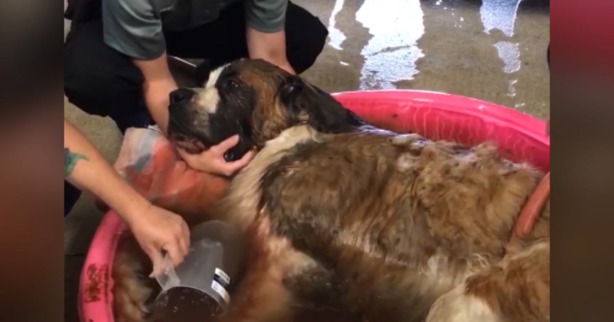 Vets scramble to save dog's life | FOX 35 Orlando