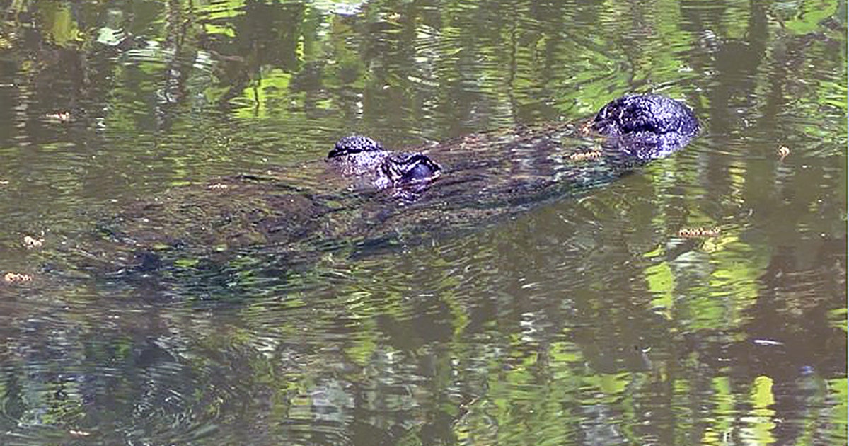 Alligator kills rescue swan at animal sanctuary | FOX 35 Orlando