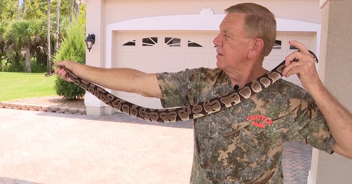 Ball python captured in Downtown Orlando | FOX 35 Orlando