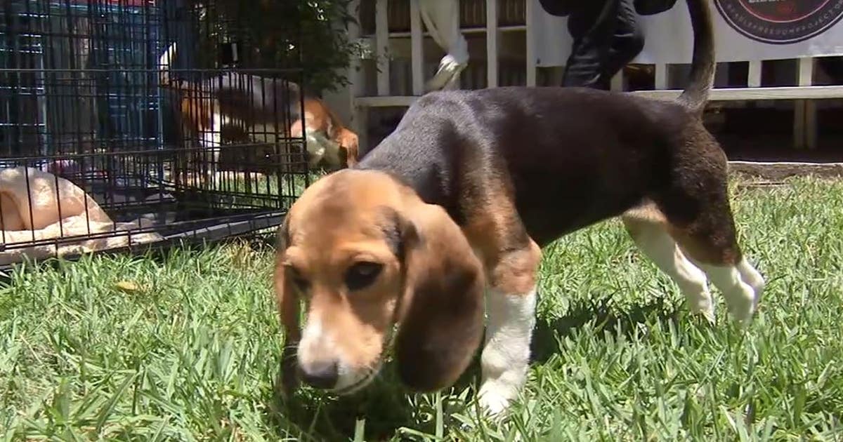 Beagle Open Inquiry Five Beagles get their taste of freedom thanks to the 'Beagle Freedom ...