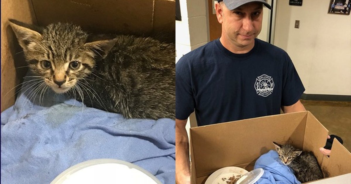 Firefighters rescue kitten from vehicle engine | FOX 35 Orlando