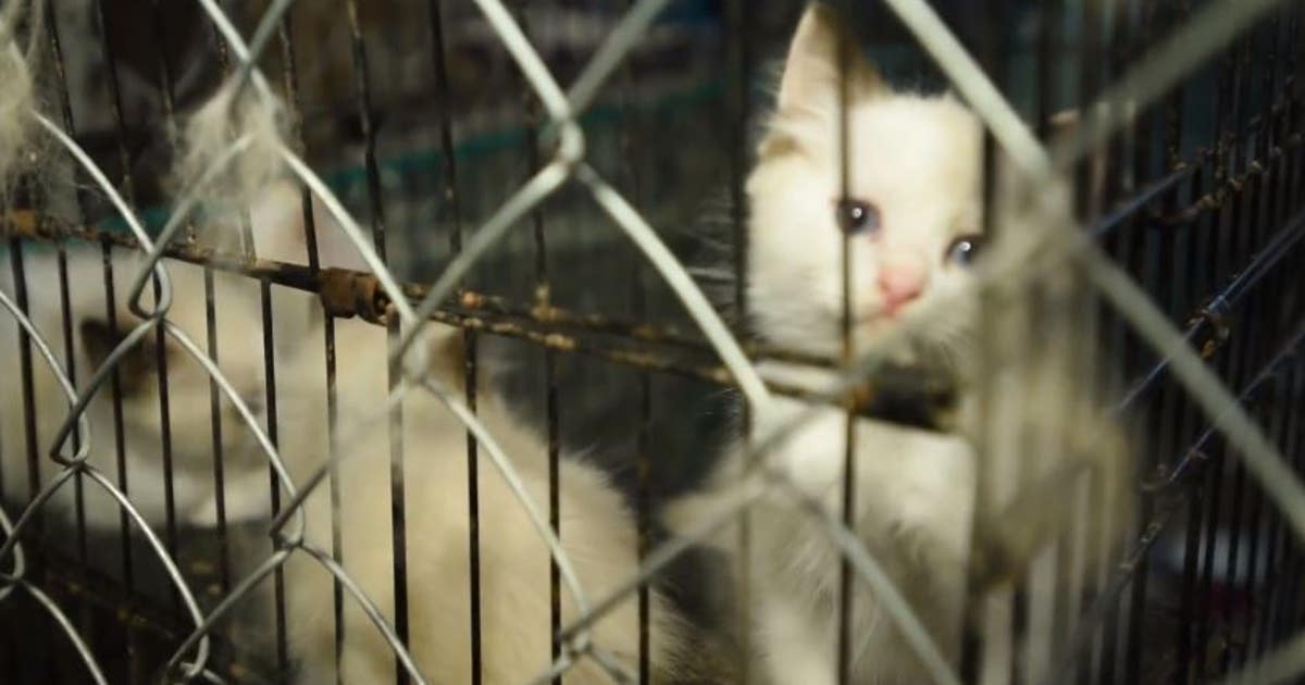 Nearly 130 animals rescued from suspected puppy mill | FOX 35 Orlando