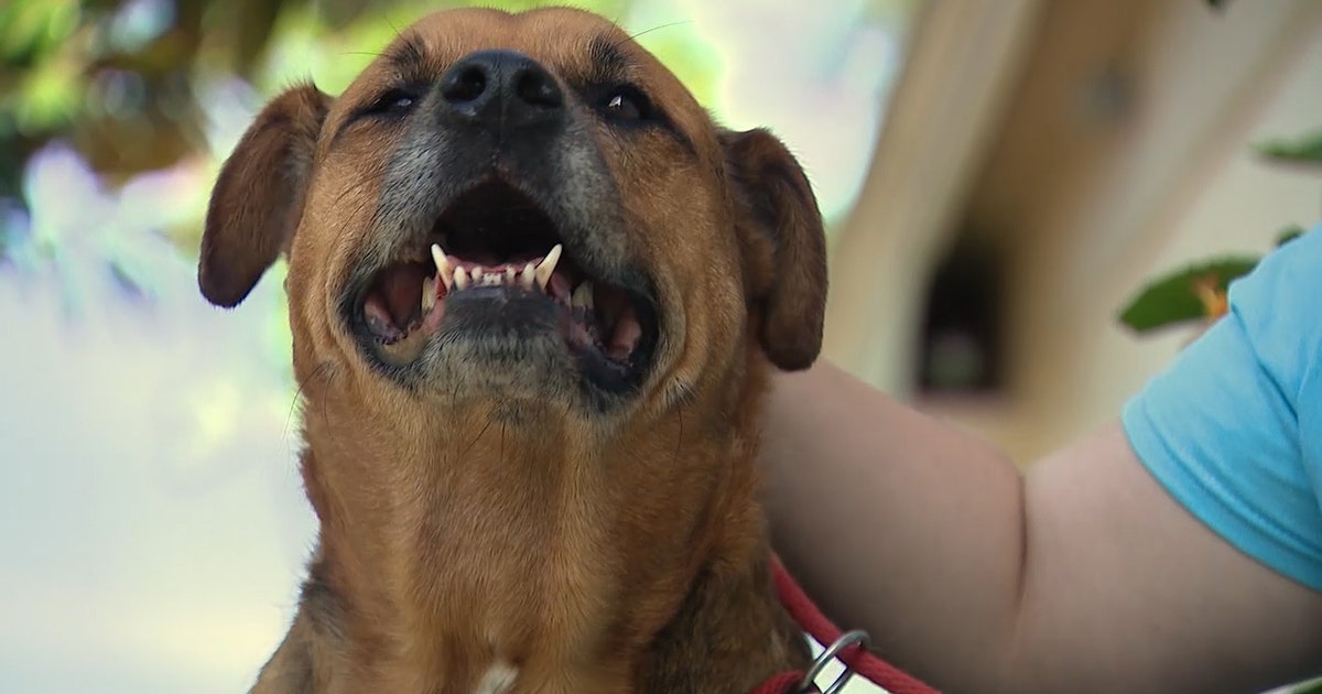 Dog abandoned at Orange City park | FOX 35 Orlando