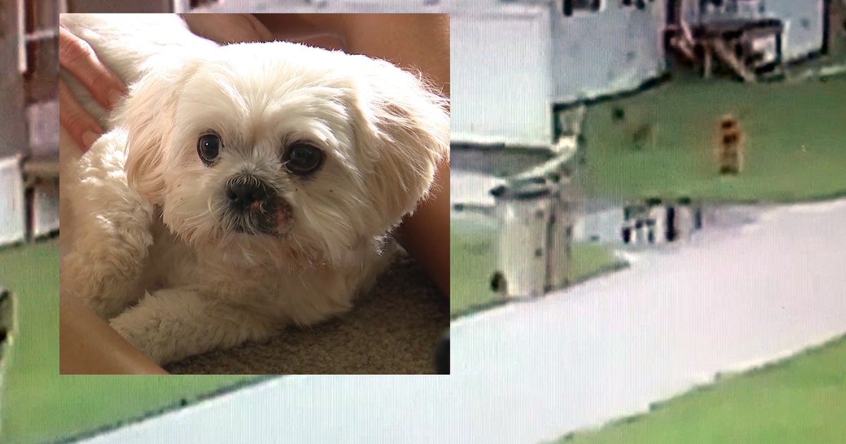 Terrifying moments when family pet is attacked | FOX 35 Orlando
