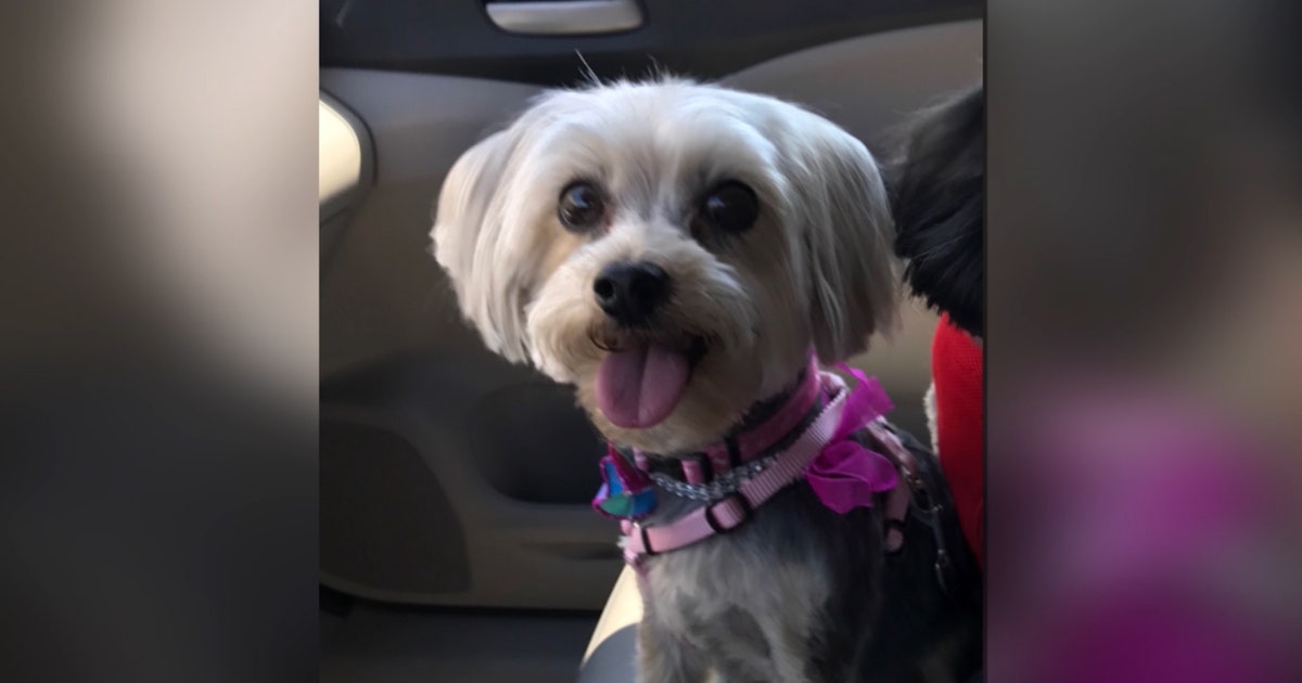 Push for tougher ordinance after dog mauling | FOX 35 Orlando