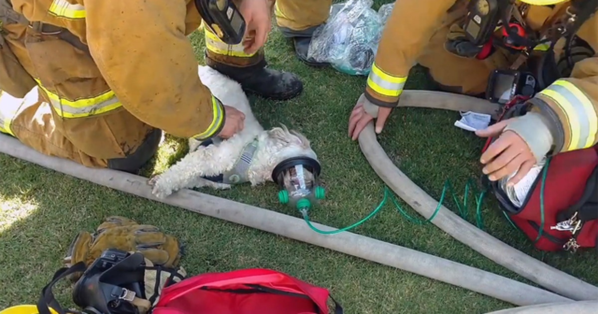 Firefighters rescue pup from house fire | FOX 35 Orlando