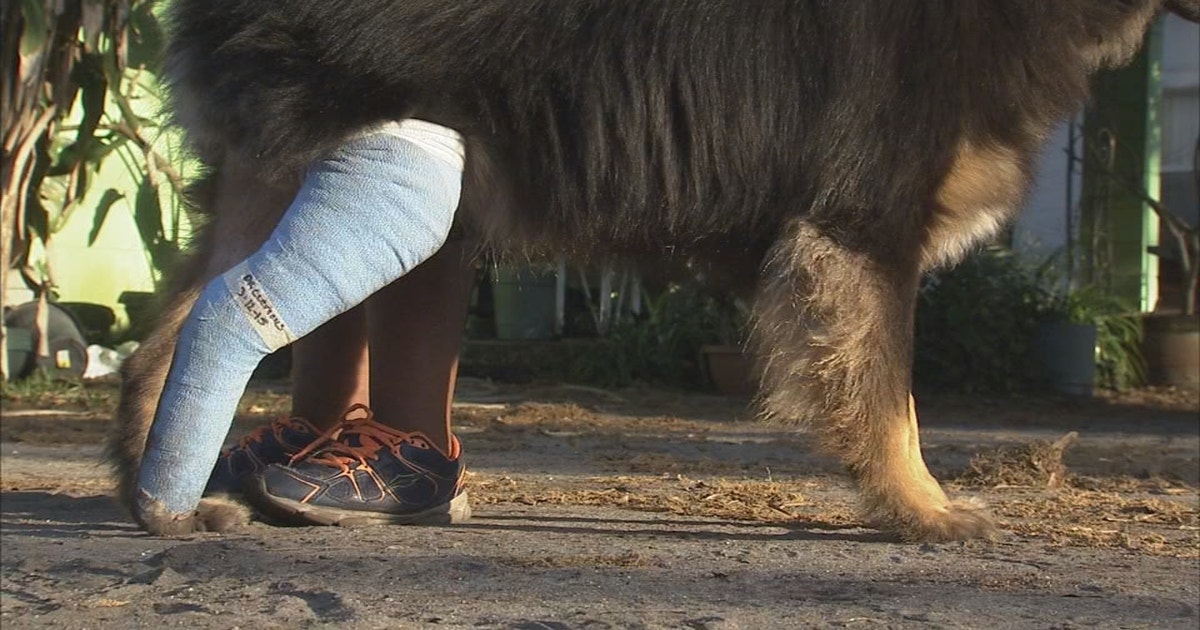 Dog shot and wounded in backyard of Cocoa home | FOX 35 Orlando