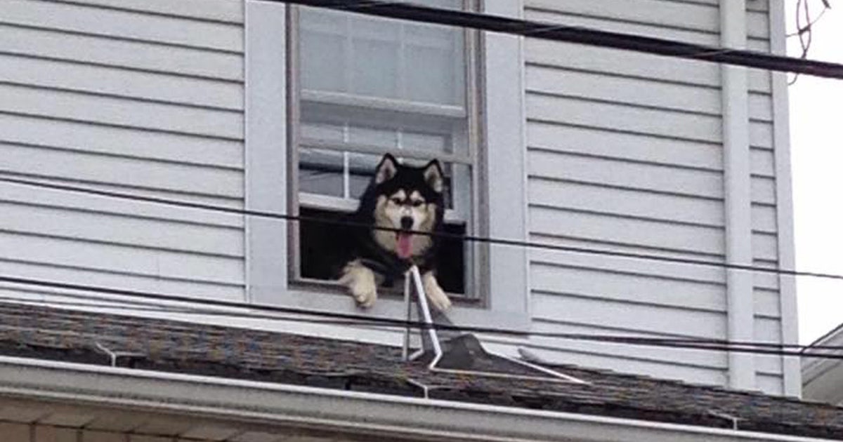 Firefighters save same dog from roof twice in one hour | FOX 35 Orlando
