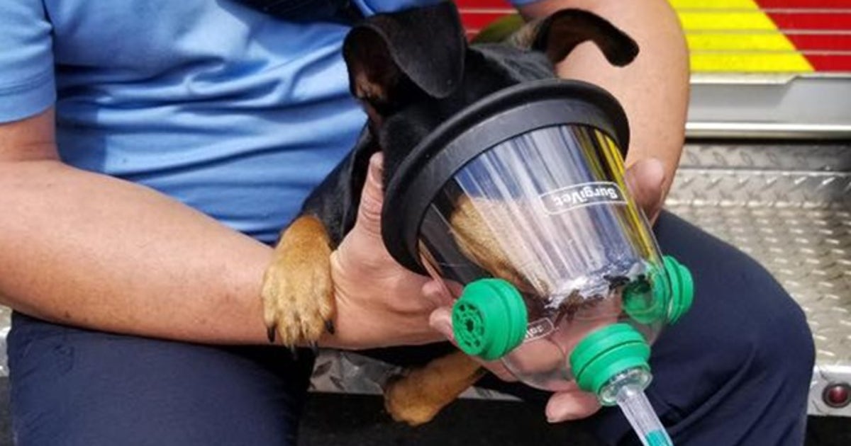 Firefighters give dog oxygen mask after fire in Orlando | FOX 35 Orlando