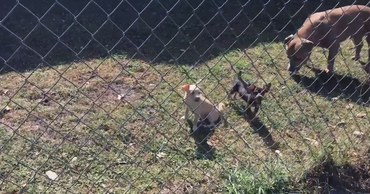 Deputies say dogs were killed during burglary | FOX 35 Orlando