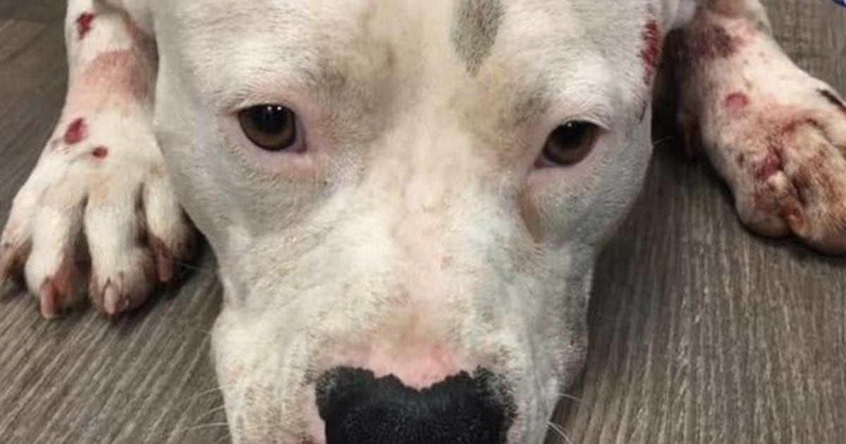 Volusia County wins award for animal abuse registry | FOX 35 Orlando