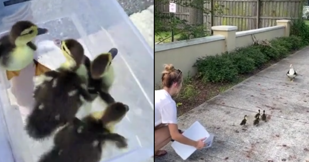 VIDEO: Ducklings rescued from storm drain reunited with mama duck | FOX ...