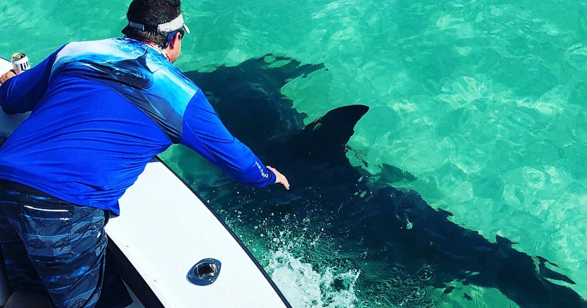 Hammerhead shark swims next to boat off Anna Maria Island | FOX 35 Orlando
