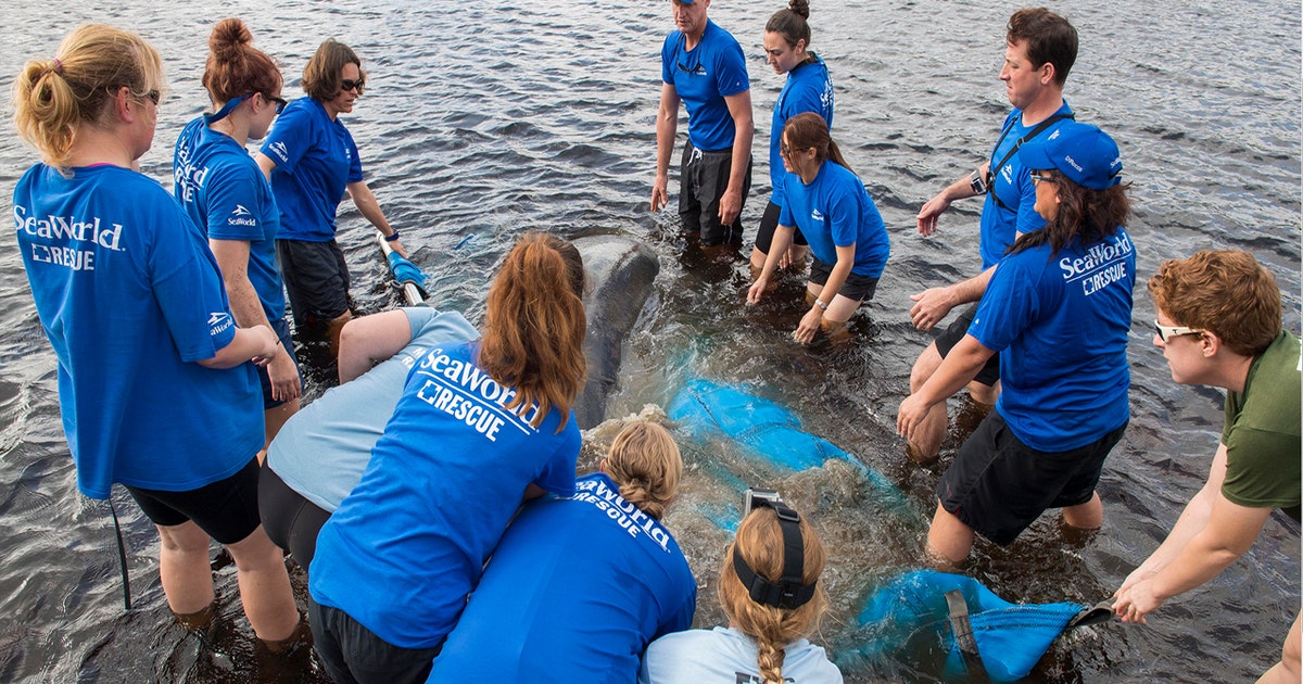 Manatee stuck in storm drain released into the wild | FOX 35 Orlando