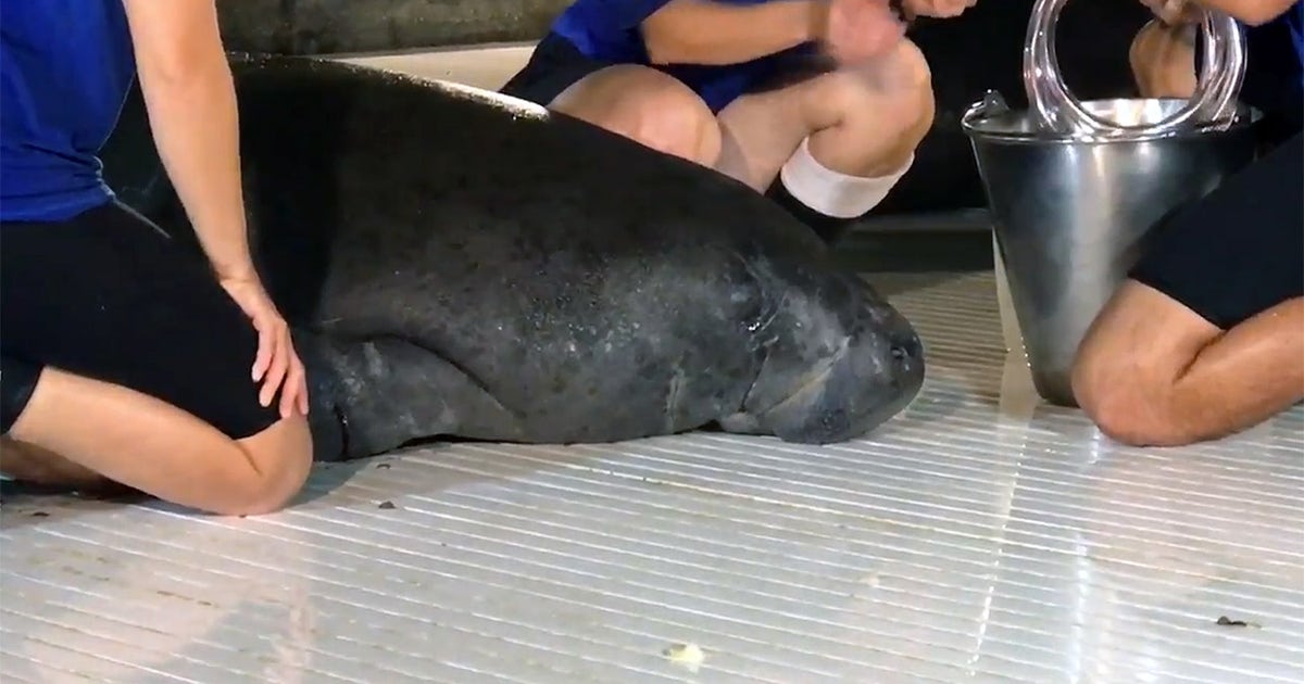 Manatee rescued from storm drain in Jacksonville recovering at SeaWorld ...