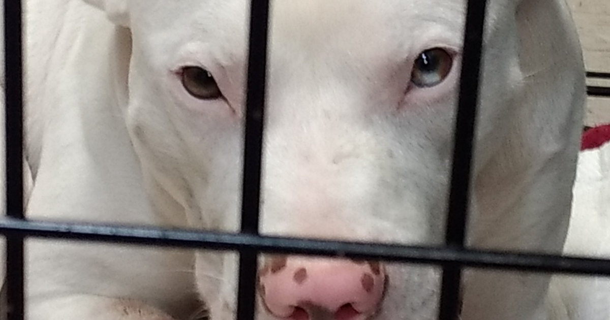 Dog receives emergency treatment after being shot in the face | FOX 35 ...