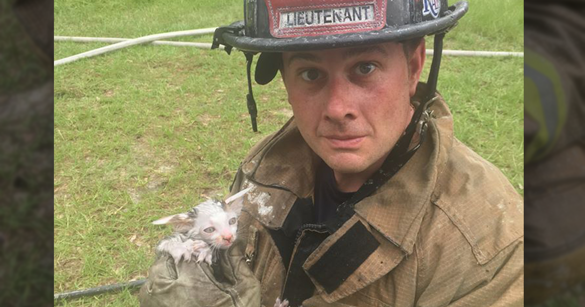 Two cats rescued during mobile home fire | FOX 35 Orlando