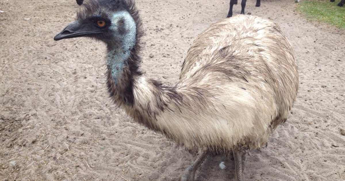 Finding Emu Lithia couple hopes public can help find missing emu | FOX 35 Orlando