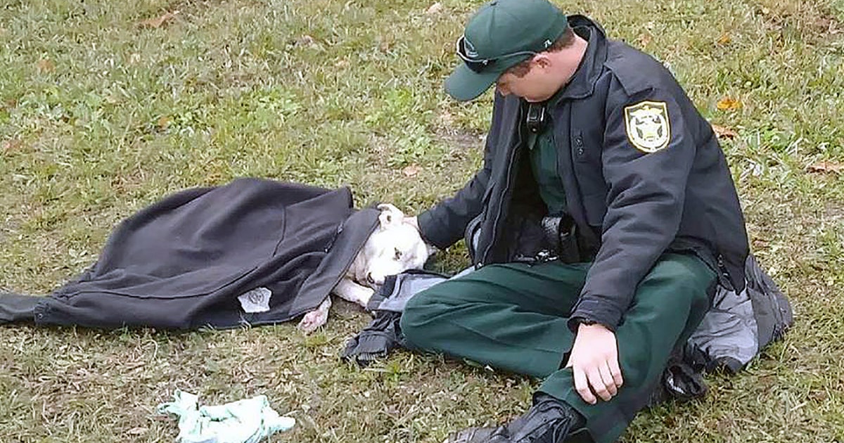 Deputy credited for comforting dog hit by car | FOX 35 Orlando