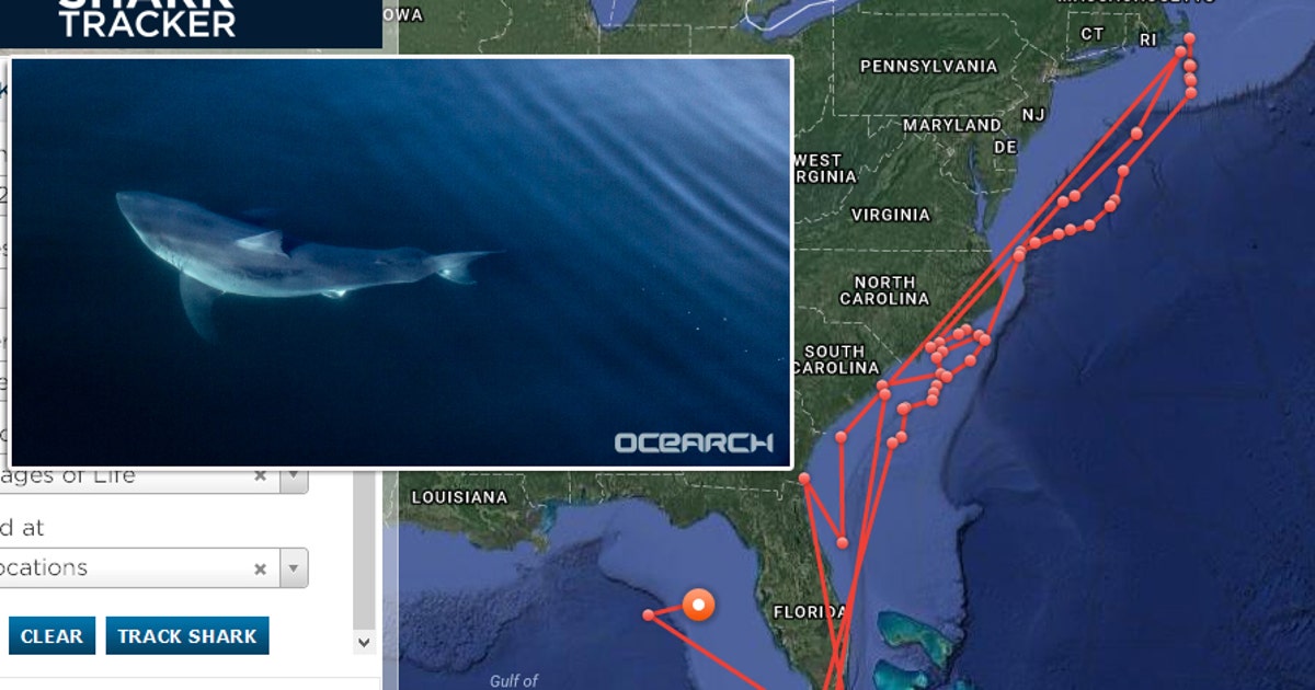 Very large great white shark pinging off Tampa Bay | FOX 35 Orlando