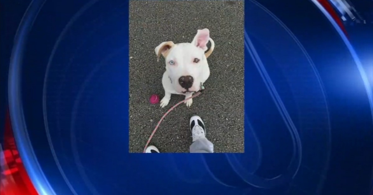 Charges dropped against woman accused of beating puppy | FOX 35 Orlando