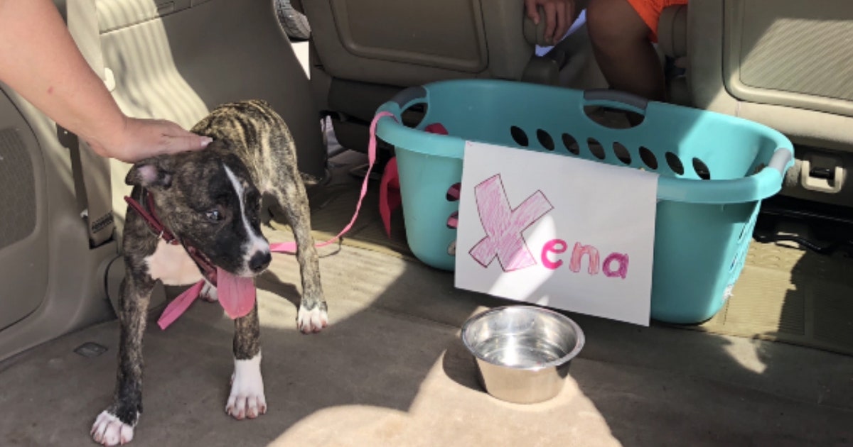 Puppy saved from hot car is adopted | FOX 35 Orlando