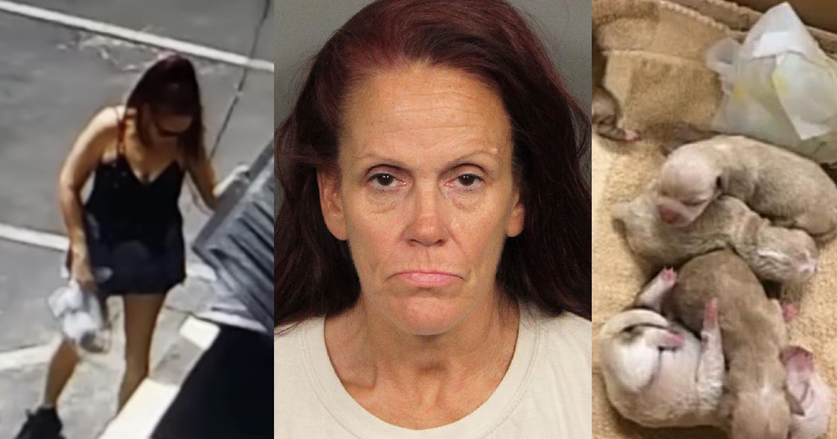 Woman accused of dumping 7 puppies in trash had 38 dogs in her house ...