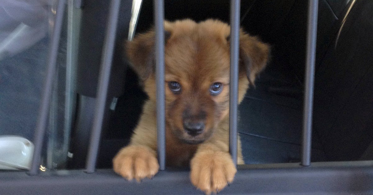 Stolen puppy steals deputy's heart | FOX 35 Orlando