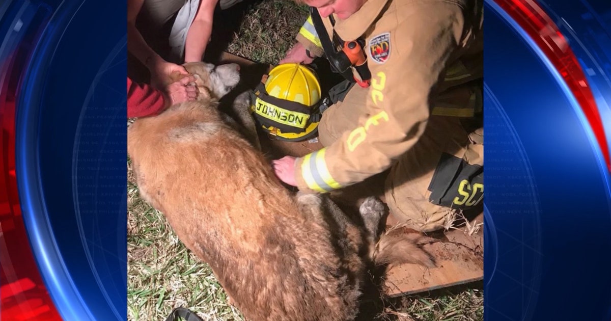Firefighters rescue service dog in Seminole County | FOX 35 Orlando