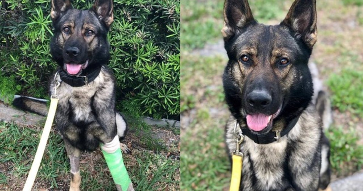 'Titan is doing great!': Florida K9 shot in the line of duty continuing ...