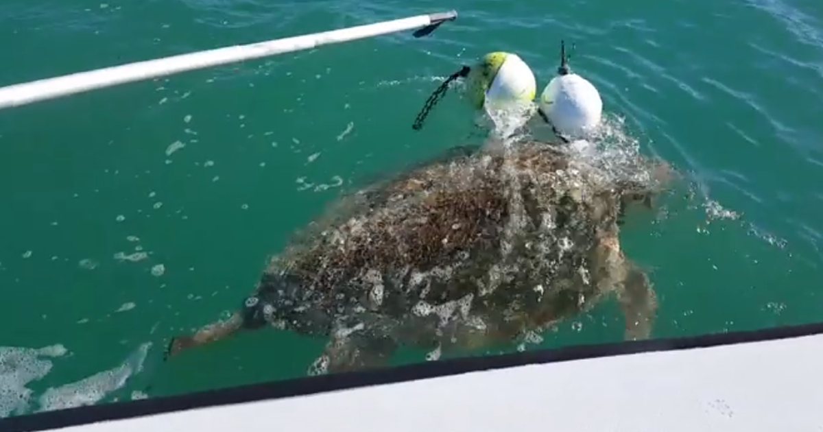 Florida biologists rescue loggerhead turtle entangled in ropes | FOX 35 ...
