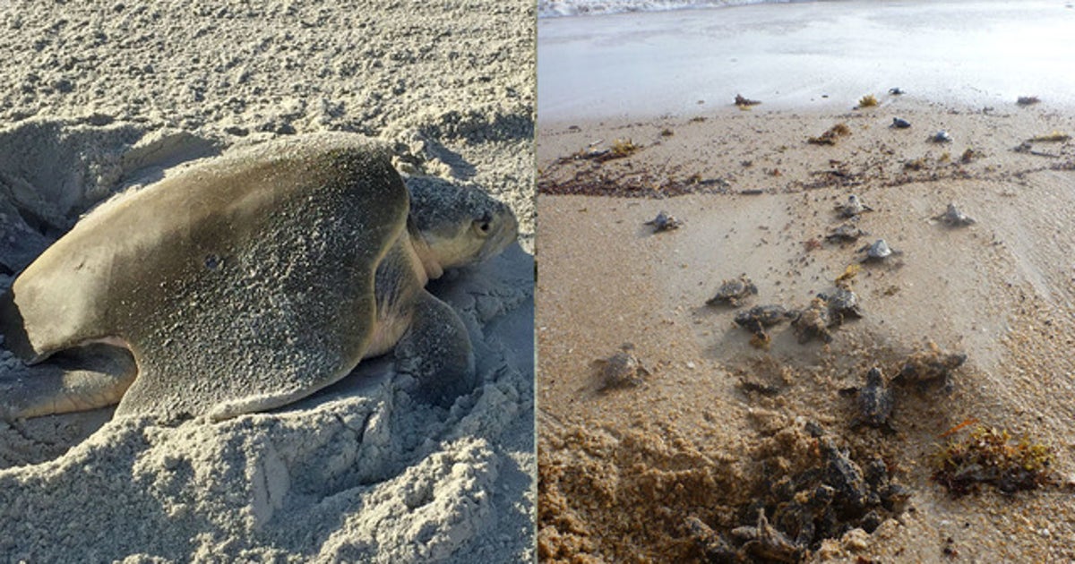 Nesting sea turtles breaking seasonal record in Volusia County | FOX 35 ...