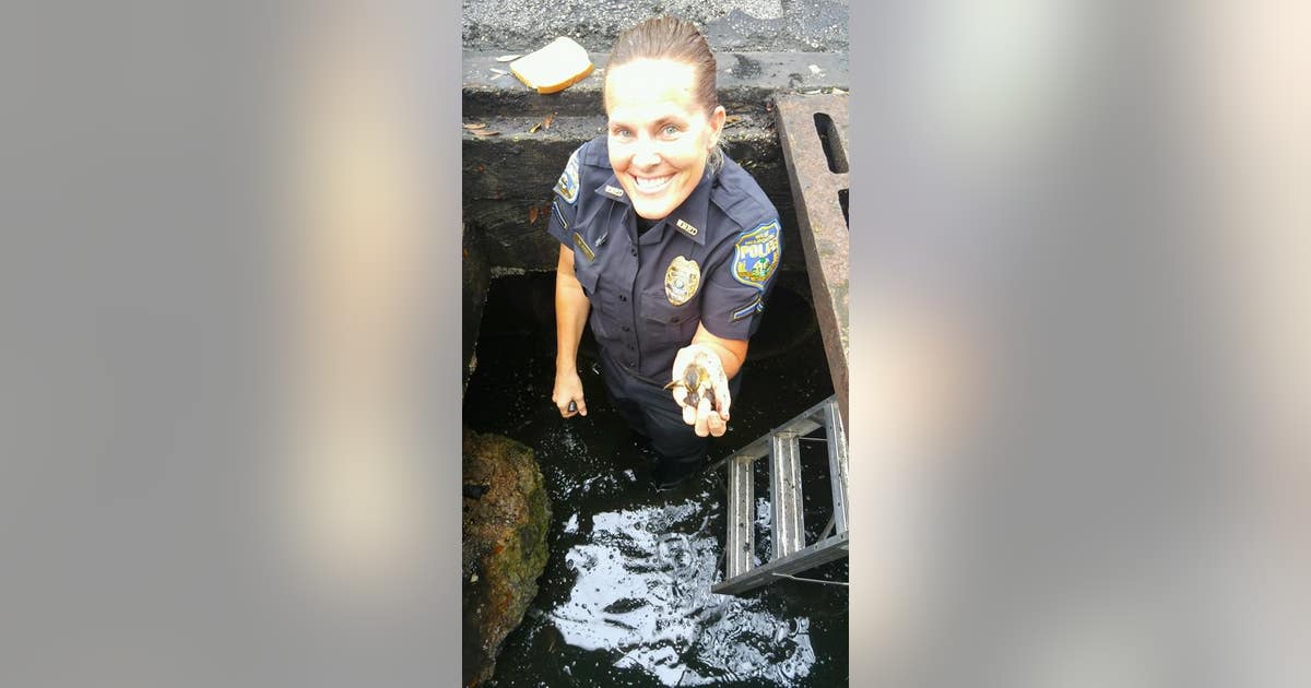 Six ducklings rescued from Melbourne storm drain | FOX 35 Orlando