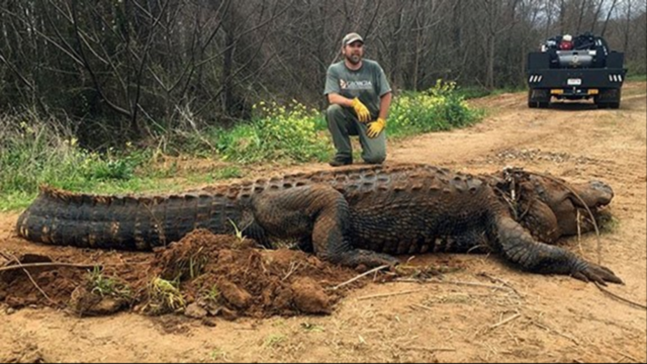 Massive 700pound alligator in discovered in irrigation ditch