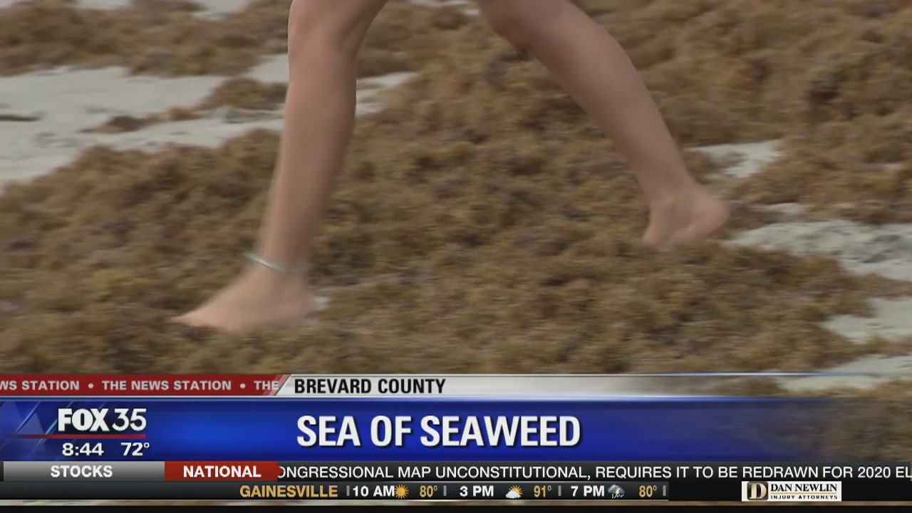 Cocoa Beach being overrun by massive amounts of seaweed