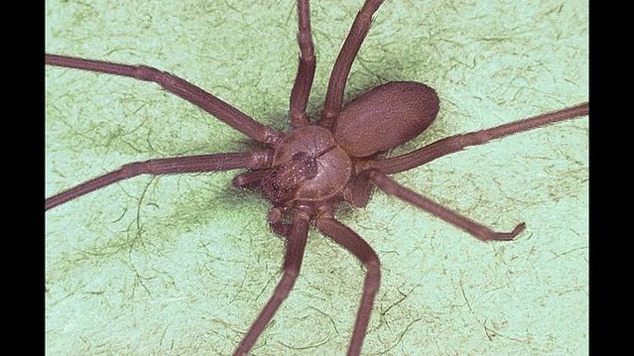 Dangerous brown recluse spiders found in Michigan garage