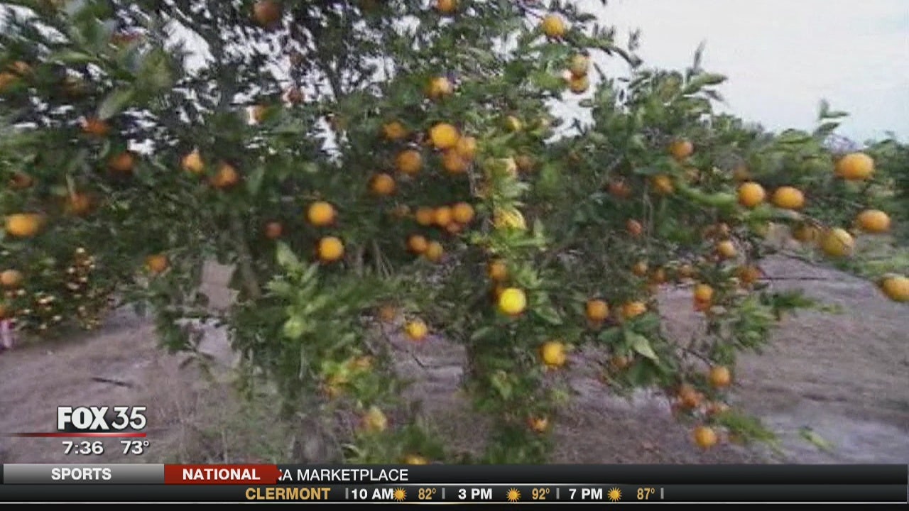 Florida orange harvest up after long decline