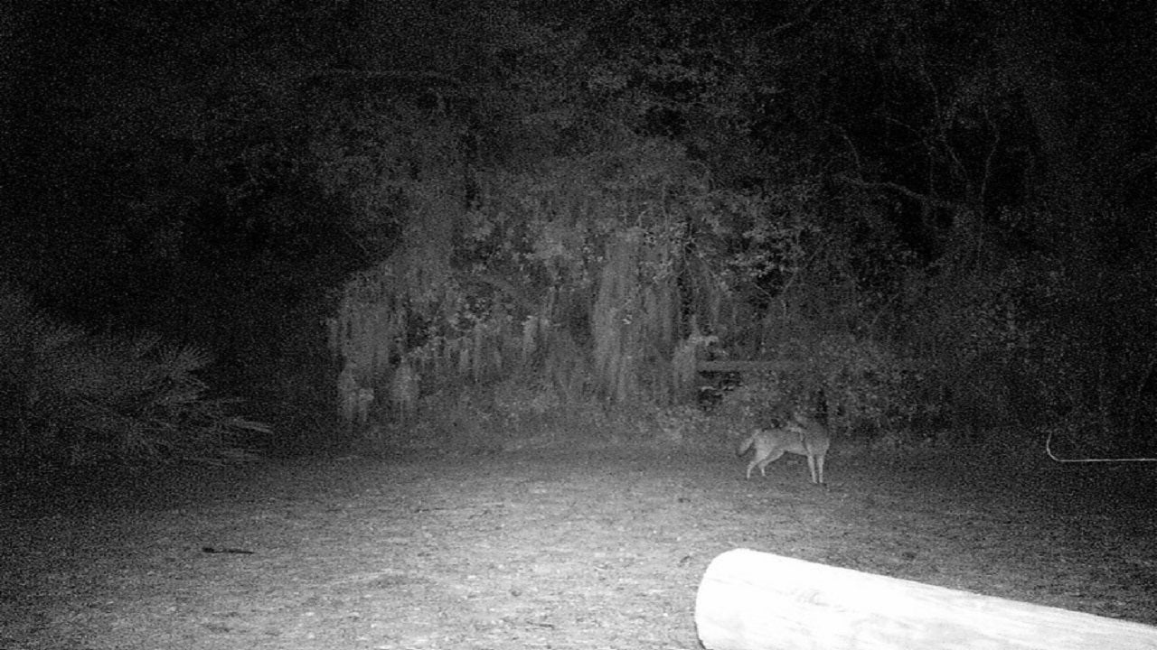 Coyote kills Deltona dog, chickens and cats