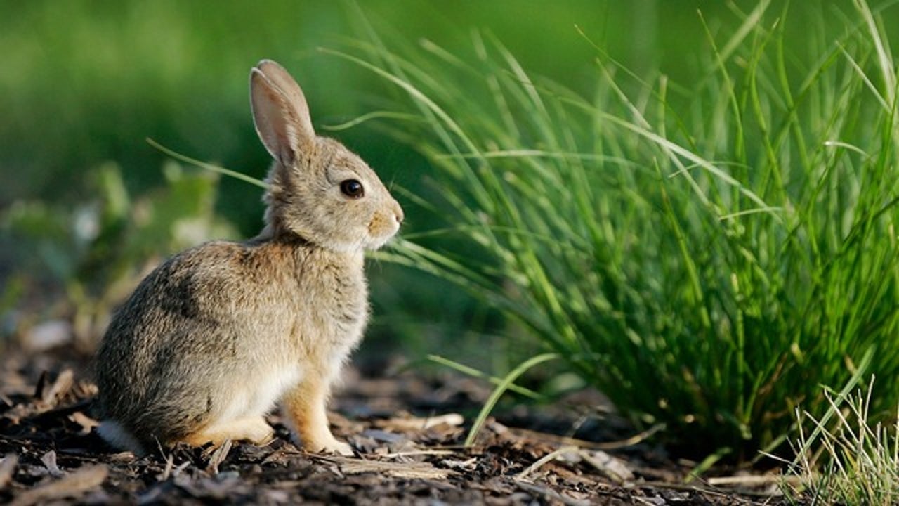 Do bunnies outlet lay eggs