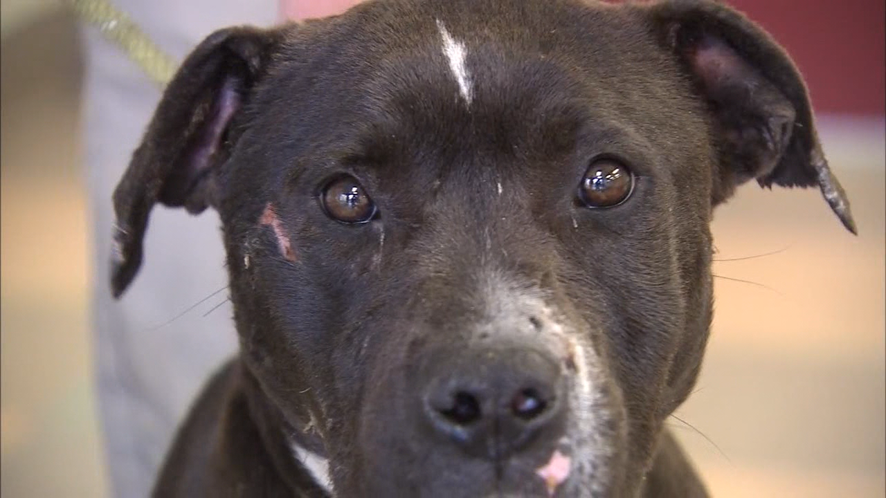 Dog thrown from car recovering at Atlanta animal shelter