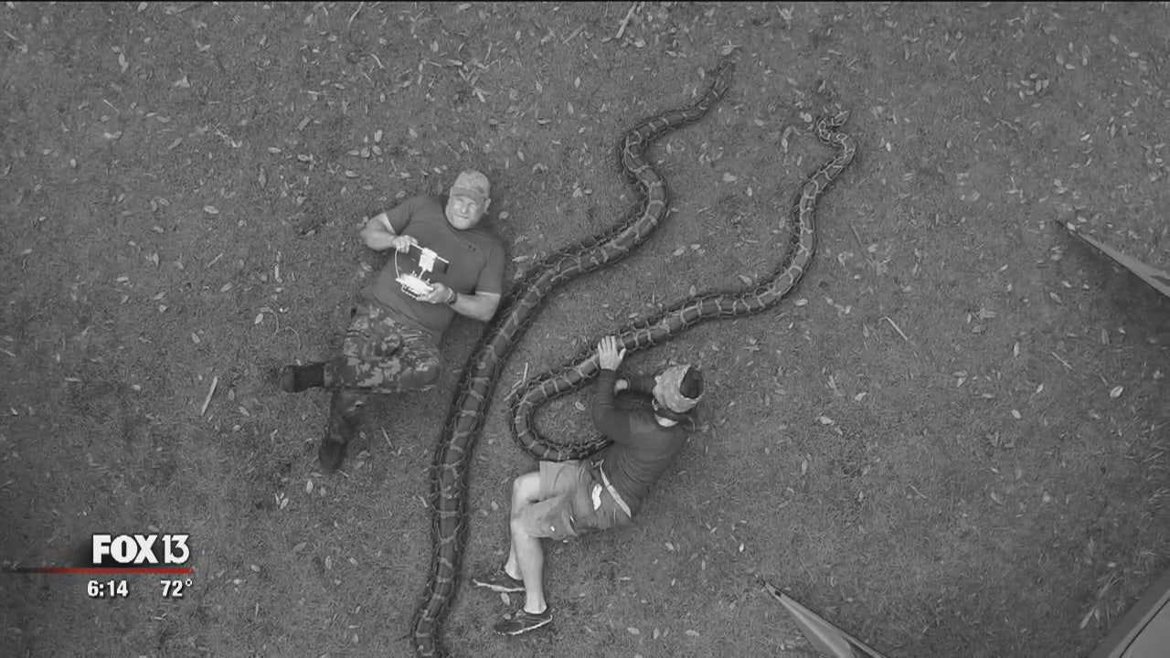 Manatee trio captures most pythons of challenge | FOX 35 Orlando