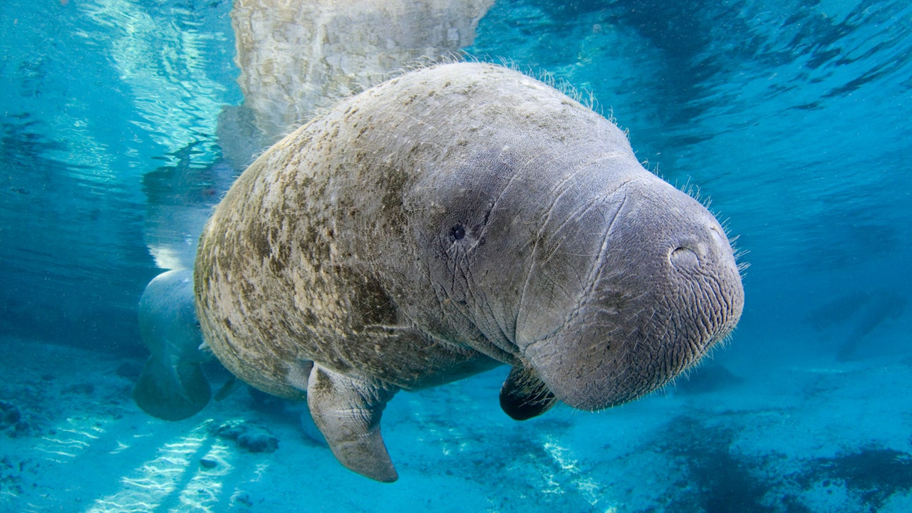 Wednesday, March 30, is Manatee Appreciation Day