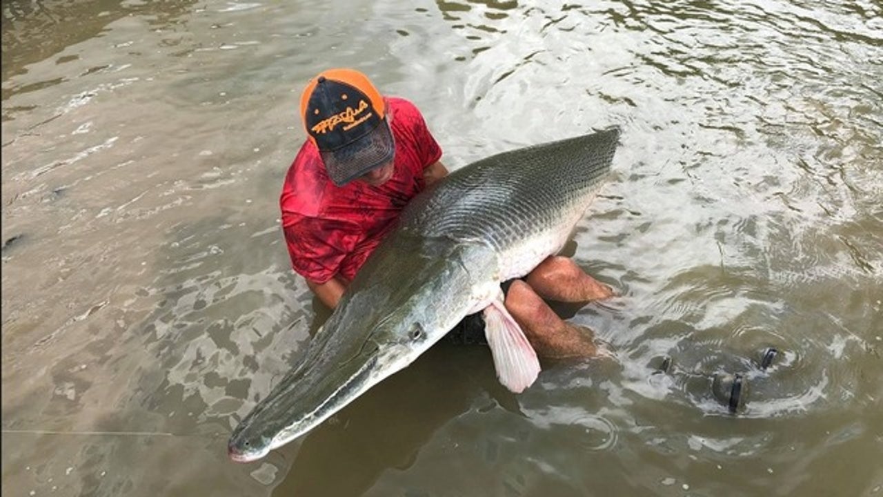 Elkhart man pulls 8-foot long alligator gar out of the Trinity River