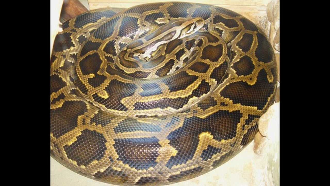 Large python