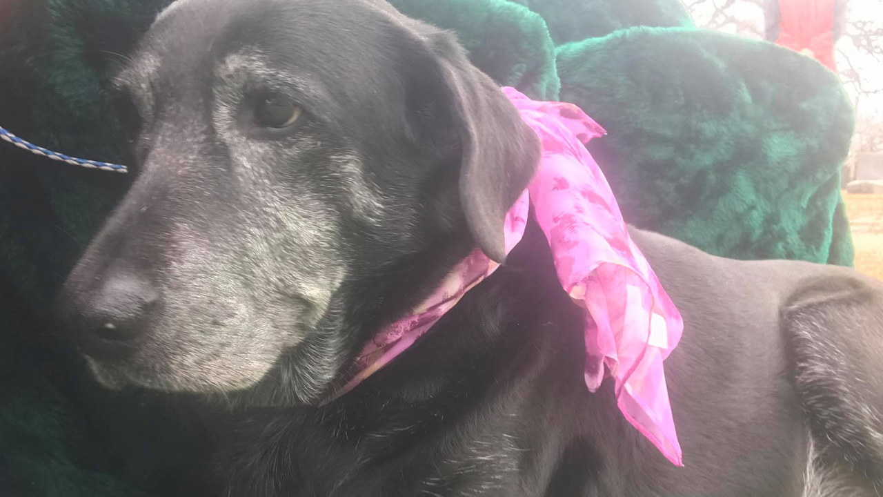 Senior dog grieving the loss of her owner attends funeral